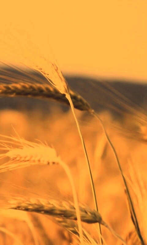 Колоски на ветру обои
