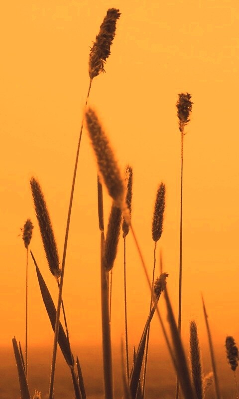 Травинки на фоне золотого неба обои