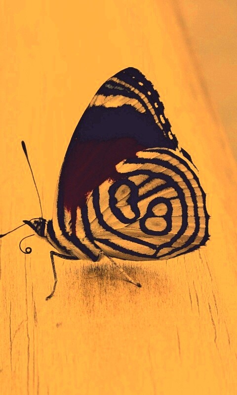 Бабочка на бревне обои