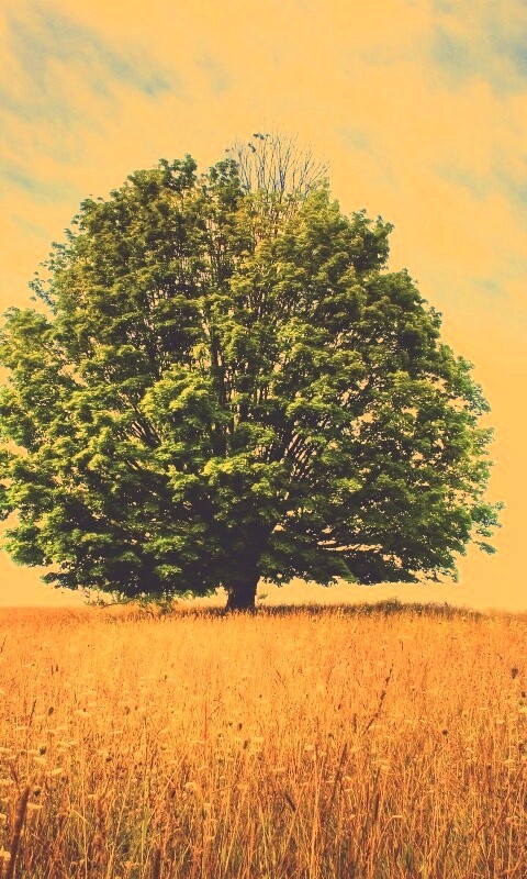 Зеленое дерево в желтом поле обои