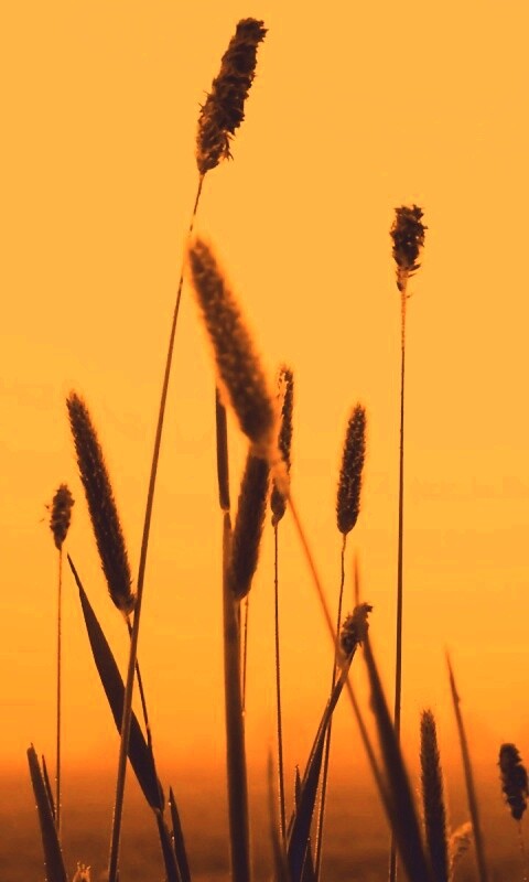 Травинки на закате обои