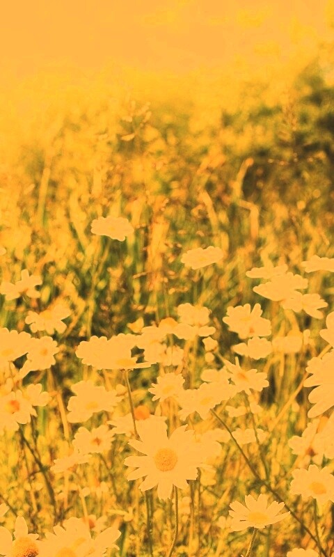 Солнечные ромашки обои