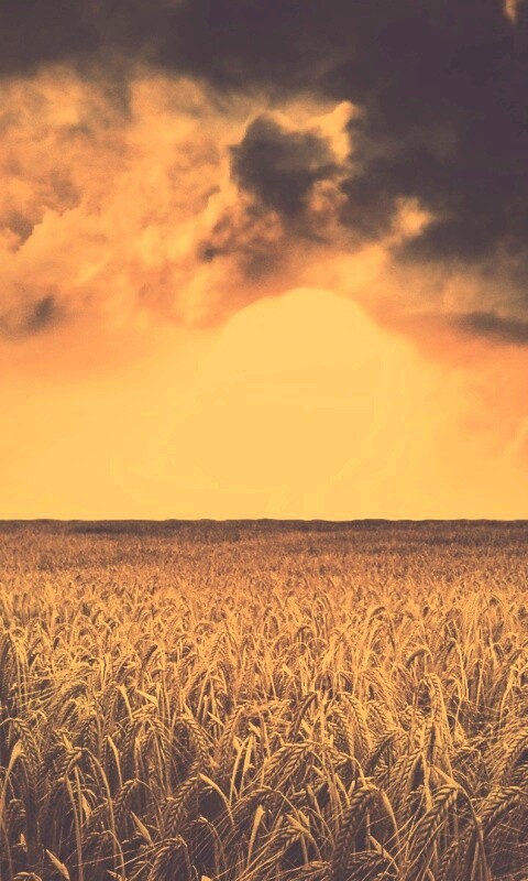 Закат над пшеничным полем обои
