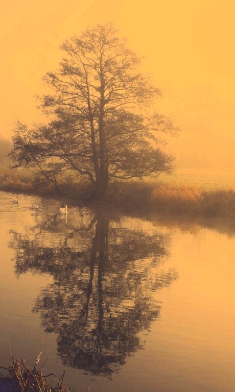 Дерево в тумане обои