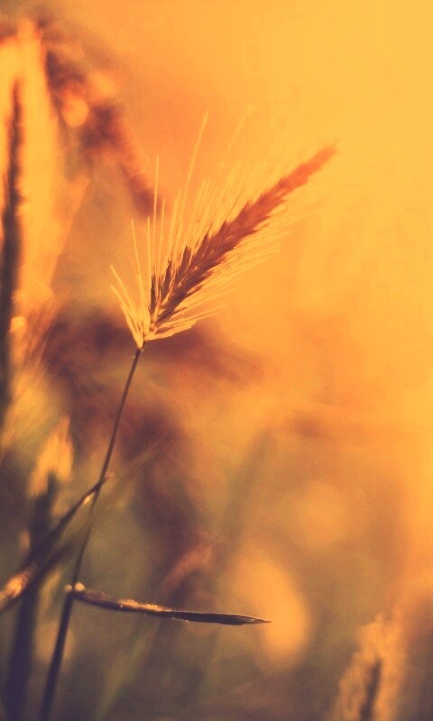 Травинки на солнце обои