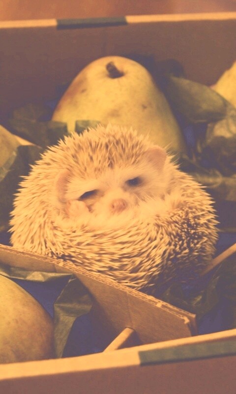 Ёжик в грушах обои