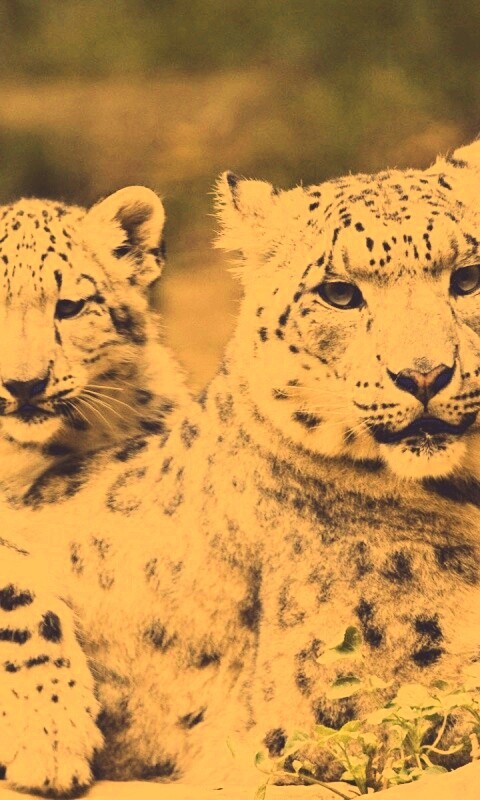 Самка снежного барса с котенком обои