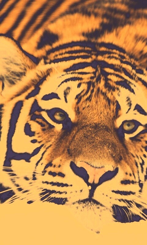 Тигр в снегу обои