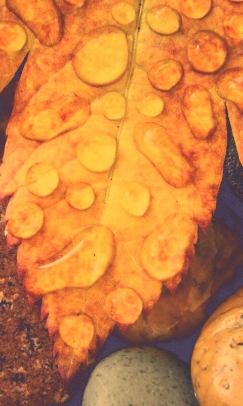 Мокрые листья на камнях обои