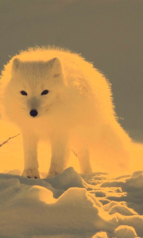 Белый песец обои