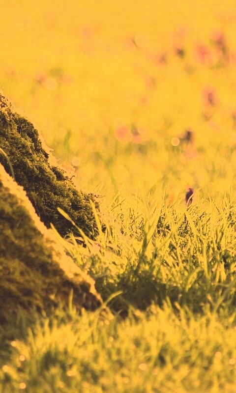 Дерево в траве обои