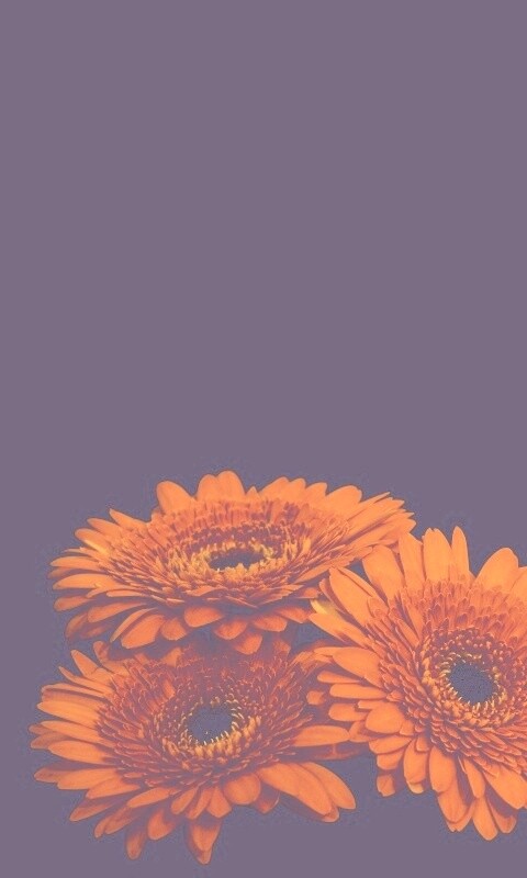 Красные герберы обои