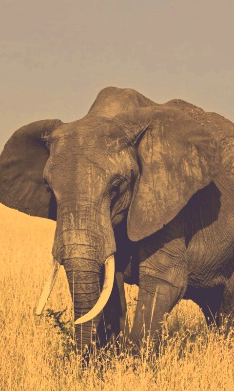 Африканский слон обои