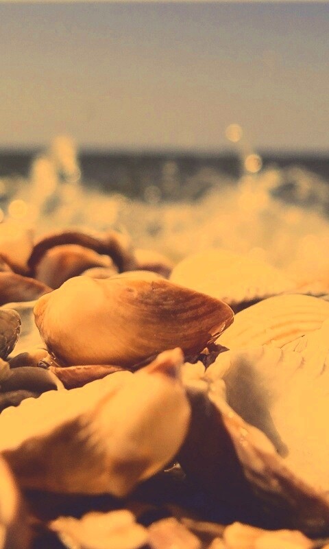 Морские ракушки обои