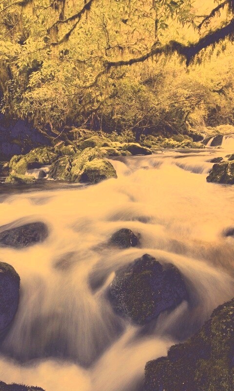 Лесной руче обои