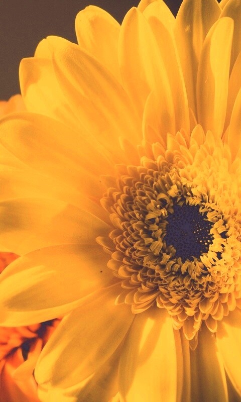 Желтый гербер обои