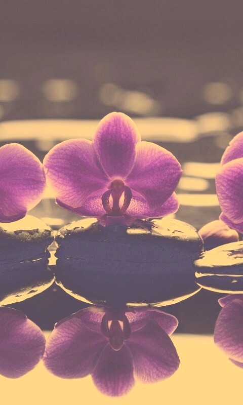 Орхидеи на камнях обои