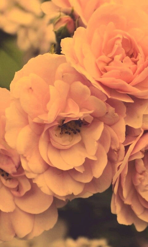 Розовые цветы обои