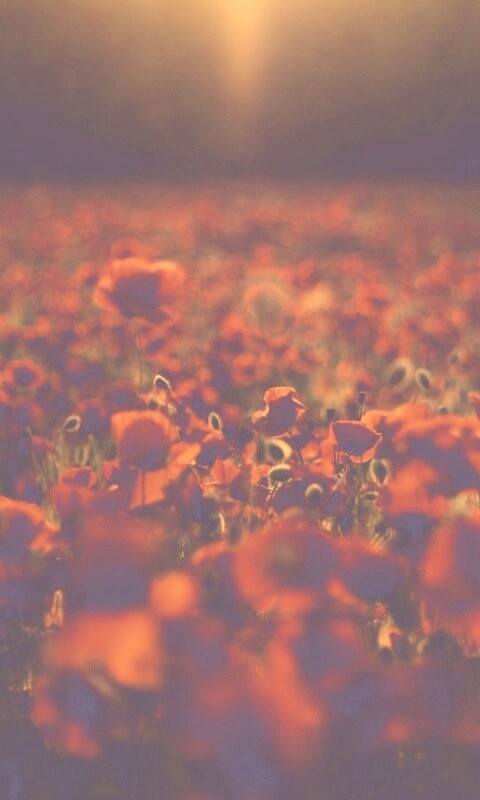 Маки в полях обои