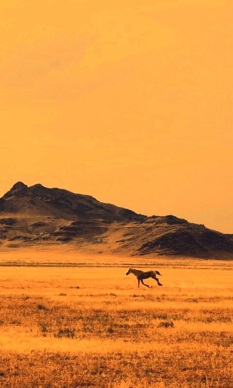 Мустанг в прериях обои