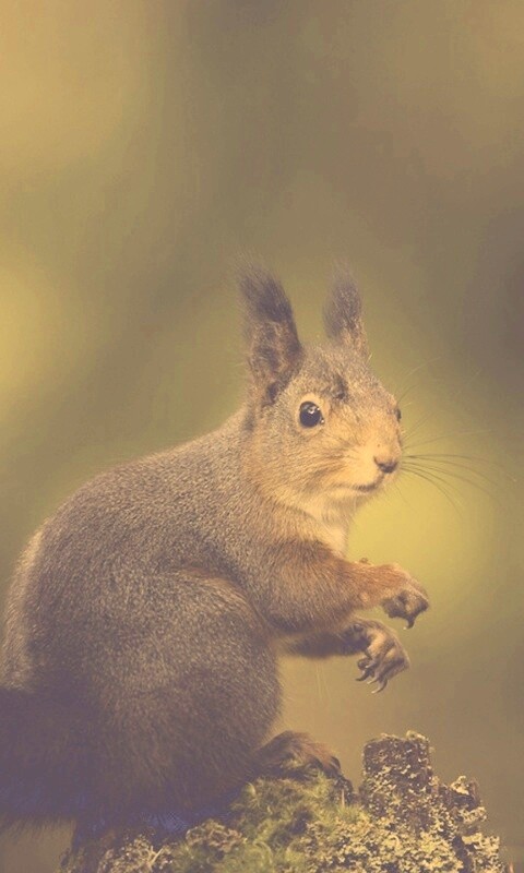 Белку застали врасплох обои