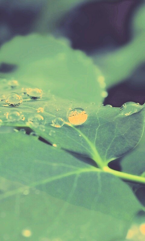 Синеватый лист обои