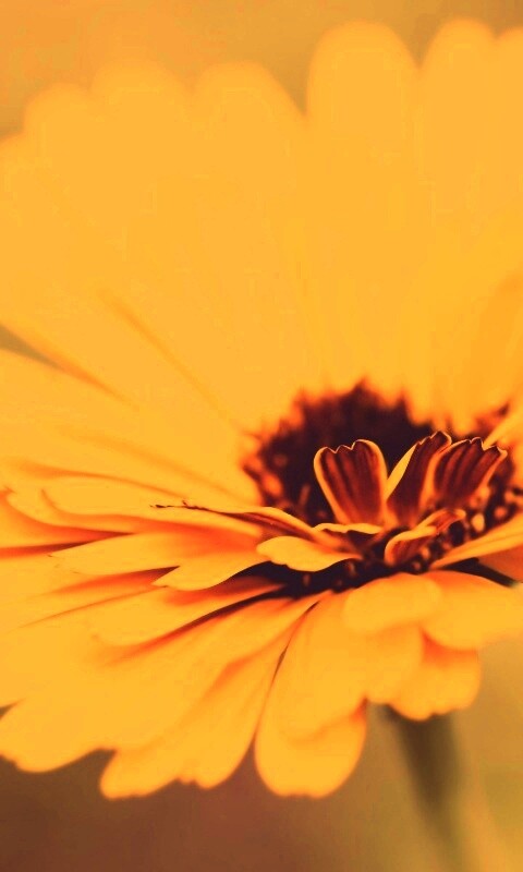 Желтый гербер обои