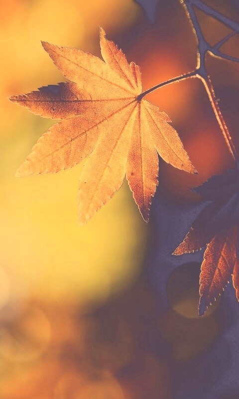 Осенние листья обои