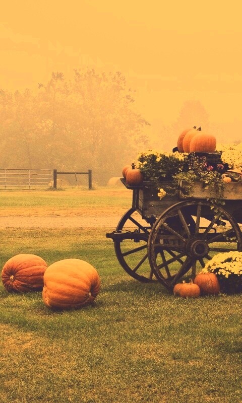 Урожай тыков обои