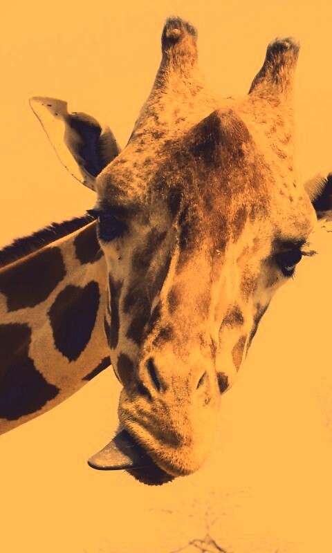 Жираф показывает язык обои