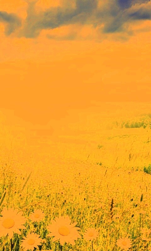 Летний восход обои