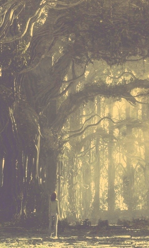 Одна в сумеречном лесу обои