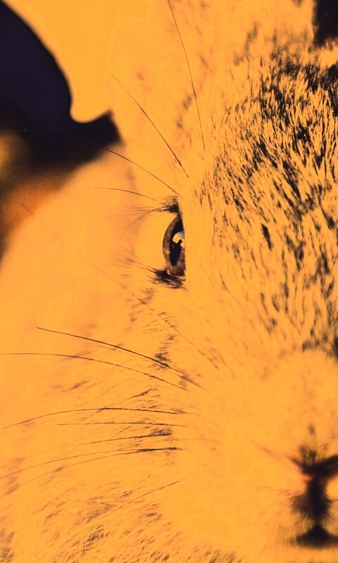 Пухлый кролик обои