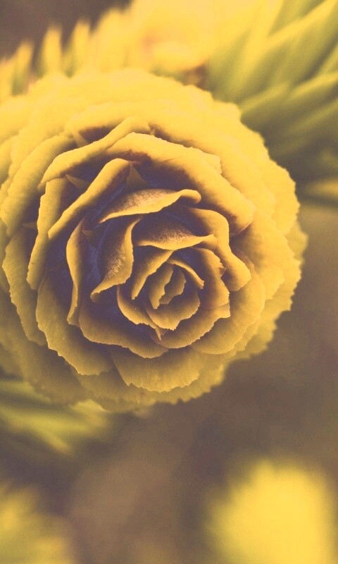 Молодая шишка обои