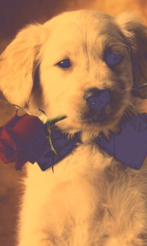 Щенок с розой в зубах обои