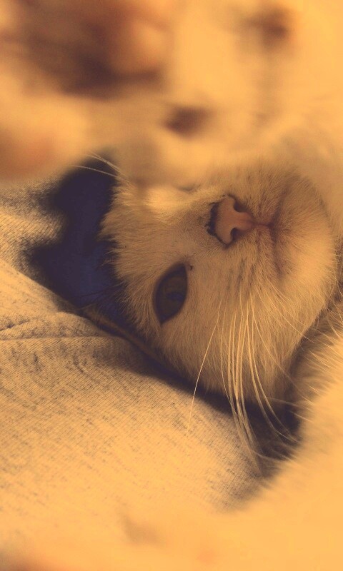 Кот фоткает сам себя обои