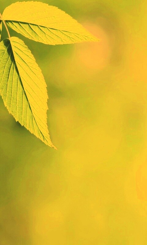 Два листа обои