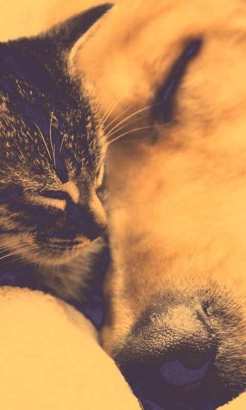 Кошка спит с собакой обои