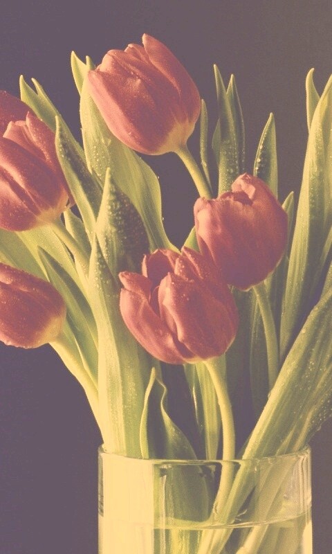 Букет тюльпанов обои