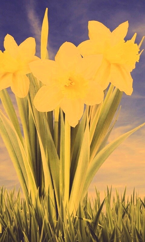 Букет цветов в траве обои