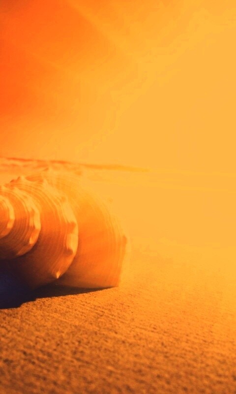 Золотистая ракушка обои