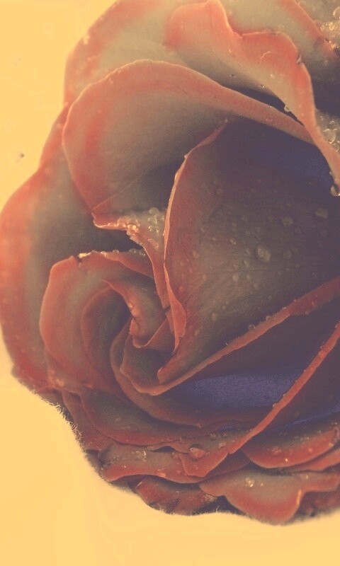 Чернеющая роза обои