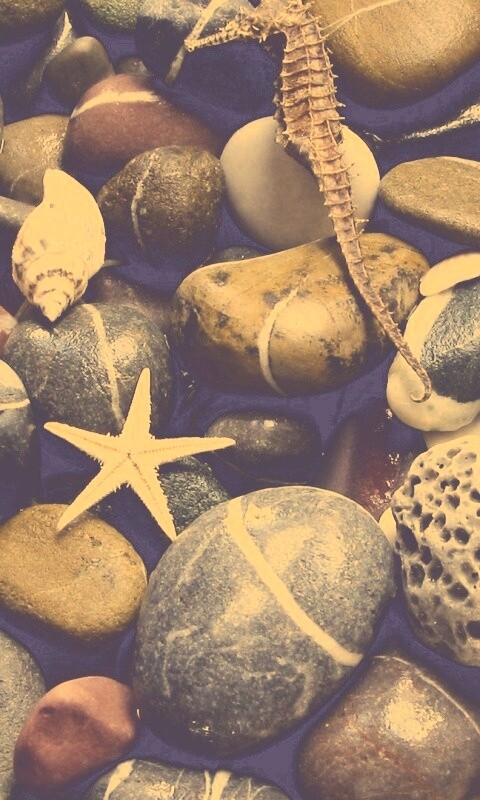 Морские камешки и фауна обои