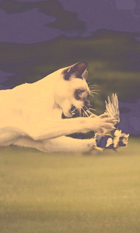 Кошка ловит птичку обои