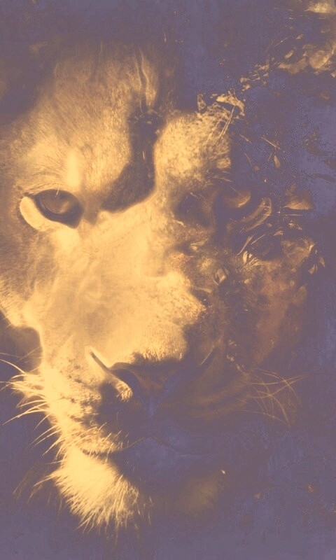 Фас льва обои