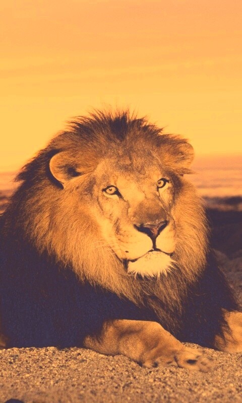 Лев на берегу океана обои