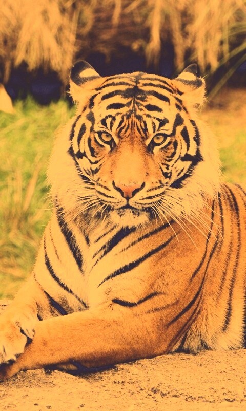 Тигр отдыхает обои