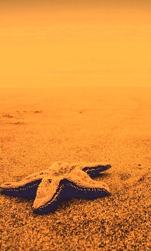 Морская звезда на бесконечном пляже обои