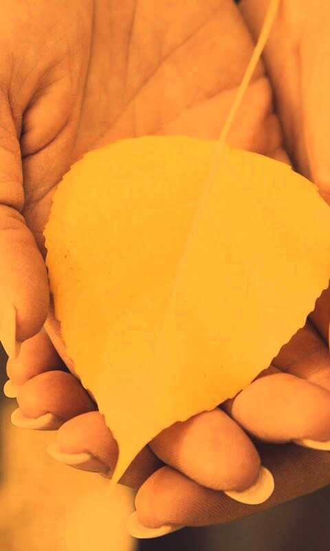 Осенний лист в руках обои