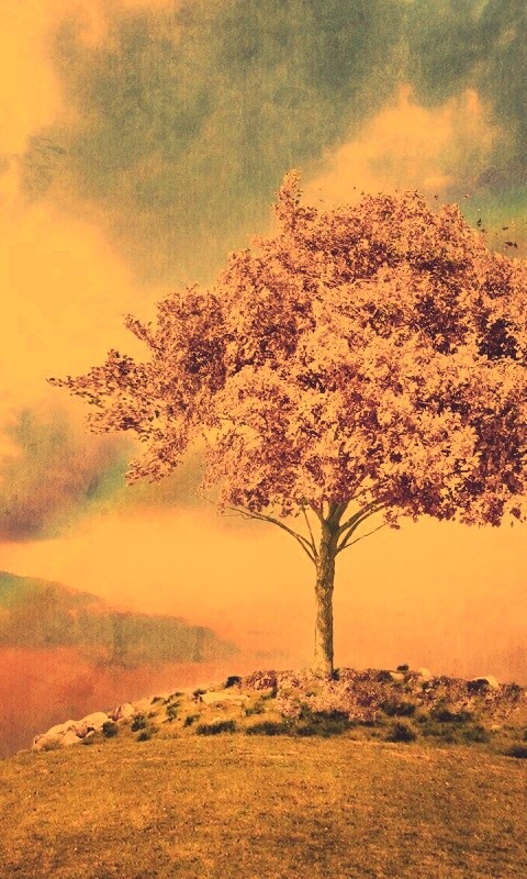 Одинокое цветущее дерево обои